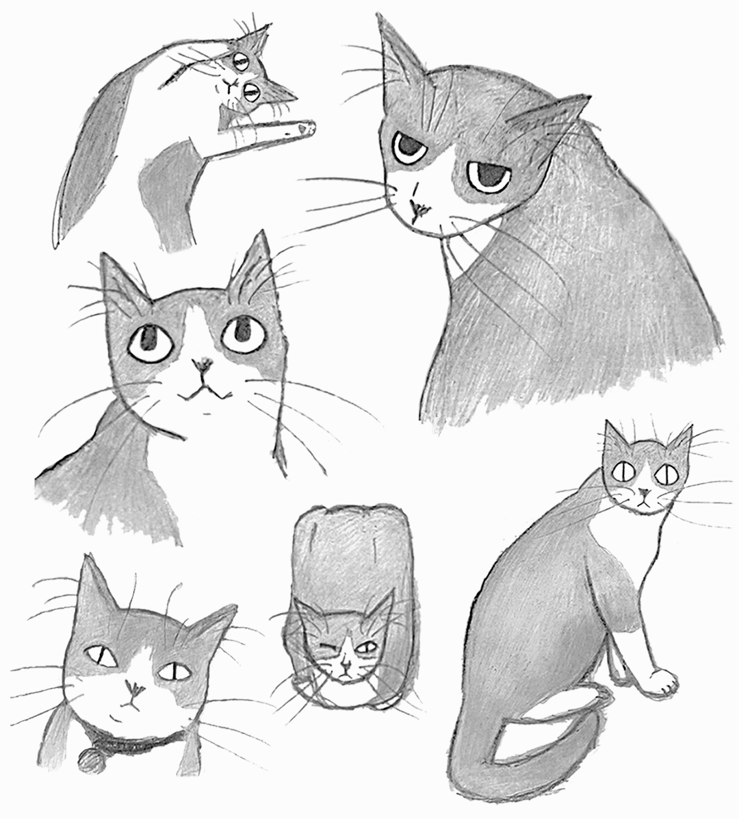 6 stylized grayscale pencil drawings of a tuxedo cat with various facial expressions and in a variety of poses on a slightly off-white background.