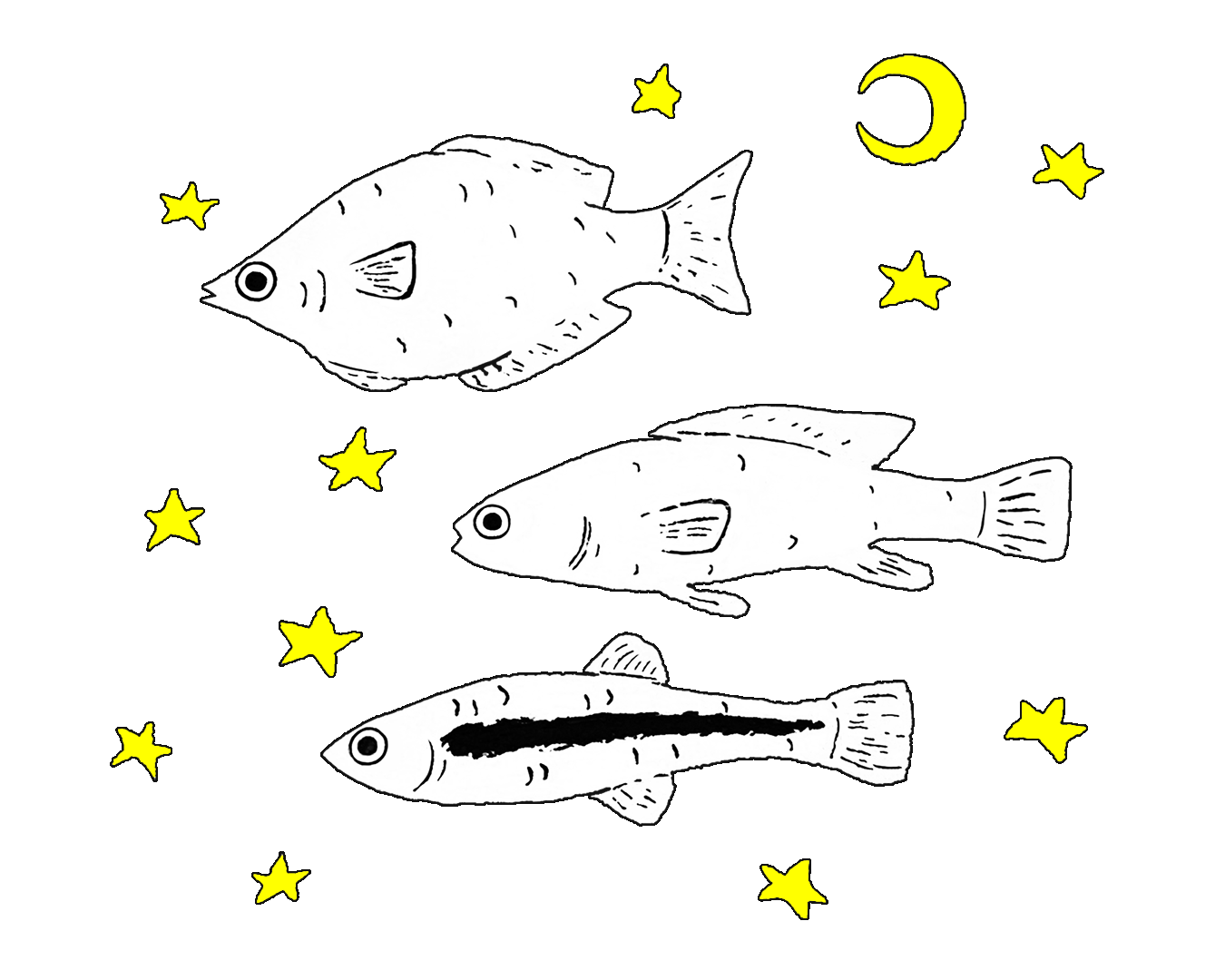 Drawing of 3 simply stylized black-and-white fish on a slightly off-black background with several small white stars and a small white crescent moon scattered amongst them. The fish are each different sizes and shapes; the top fish is more flat-bodied, the middle fish is longer and thinner, and the bottom fish is the thinnest with a thick black line running horizontally down its side.