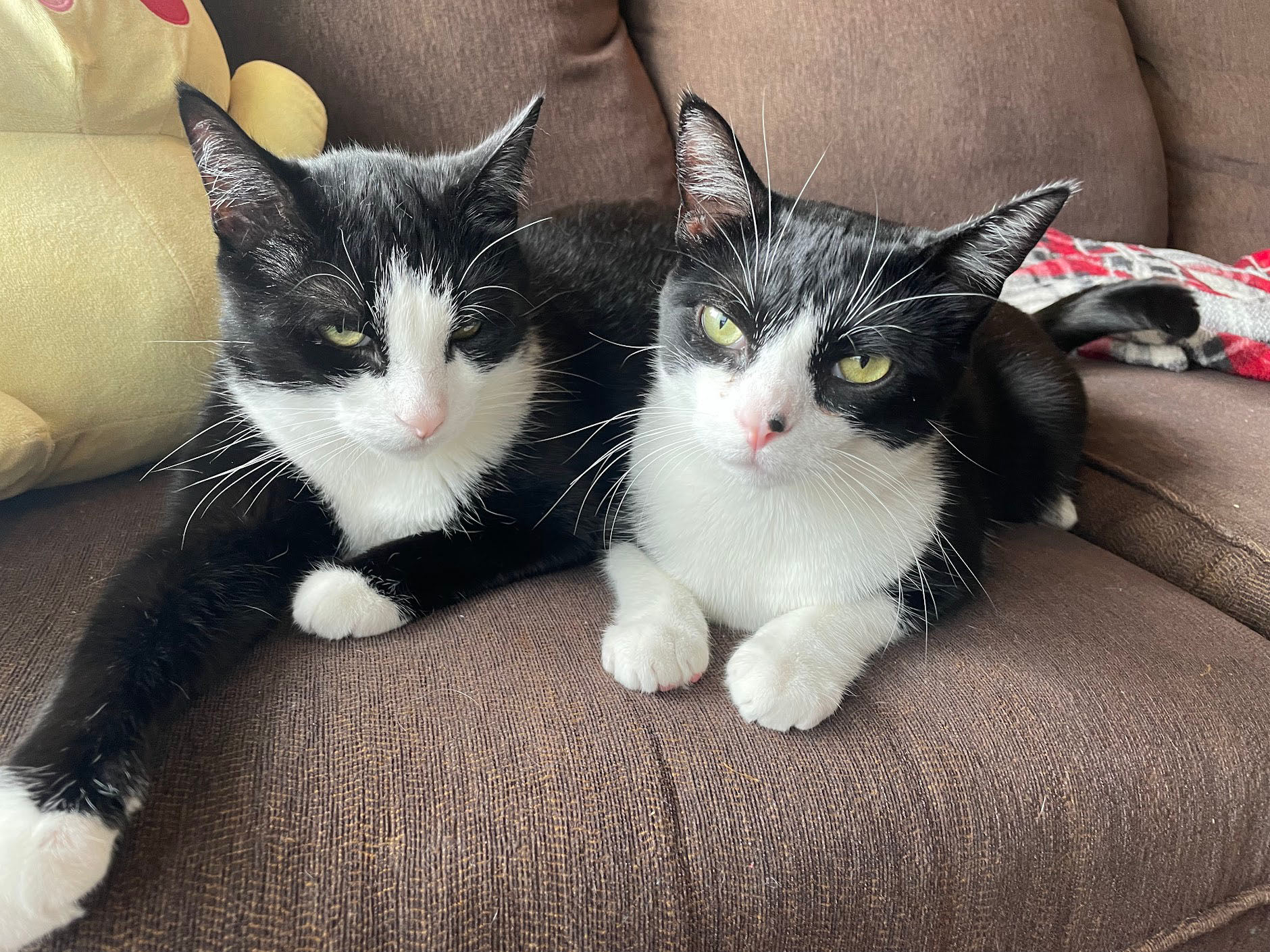 Two tuxedo cats sitting next to each other on a couch.